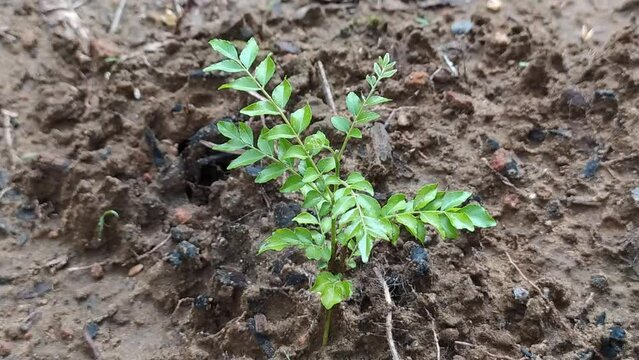 Curry tree baby plant with organic fresh small green leaves growing on farm land ground dirt soil. Also known as sweet neem, bergera and murraya koenigii. Horizontal close up macro top side view.