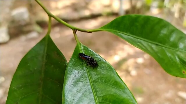 Two small wild black insects or bug couple doing sex, making love, mating, mate or reproduction rituals on green tree leaf with blurry forest nature environment background. Closeup macro top side view