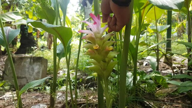 Farmer hand plucking wild turmeric, Curcuma, zanthorrhiza, curcumin, zedoaria, alismatifolia, aromatica or longa plant flower with purple and white petals for making Antioxidant herbal medicine oil.