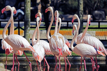 The flamingo in the open zoo