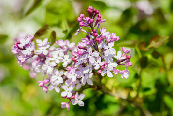 Close-up lilac flowers at spring. Selective focus with shallow depth of field.