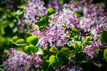 Close-up lilac flowers at spring. Selective focus with shallow depth of field.
