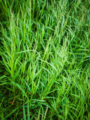 Green grass background after rain. Selective focus.