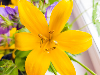 Yellow lily. Natural light. Selective focus.