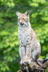 Wild lynx in natural habitat