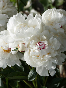 Paeonia (x) lactiflora | Pivoine de Chine 'Marie Lemoine' ou pivoine herbac&eacute;e &agrave; fleurs doubles blanc lumineux, coeur jaune clair 