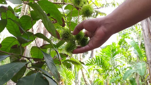 Farmer hand checking organic farm fresh green raw rambutan sapindaceae hairy fruits hanging on tree branch for pest damage. Close up bottom view. Agriculture, cultivation, harvest, farming concept.