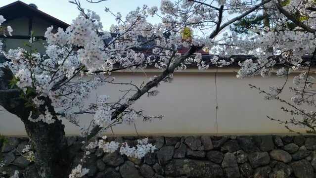 夕暮れ時の京都の桜