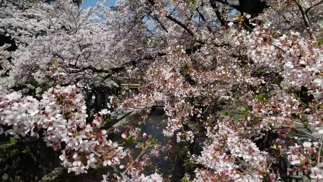 祇園桜　河原町　スロー撮影