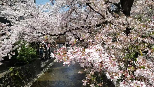 春の祇園桜　河原町　スロー撮影