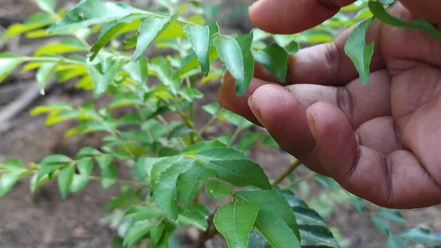 Farmer hand plucking and checking ready to harvest organic fresh green curry tree plant leaves growing on ground for pest damage. It known as sweet neem, bergera and murraya koenigii. Closeup top view