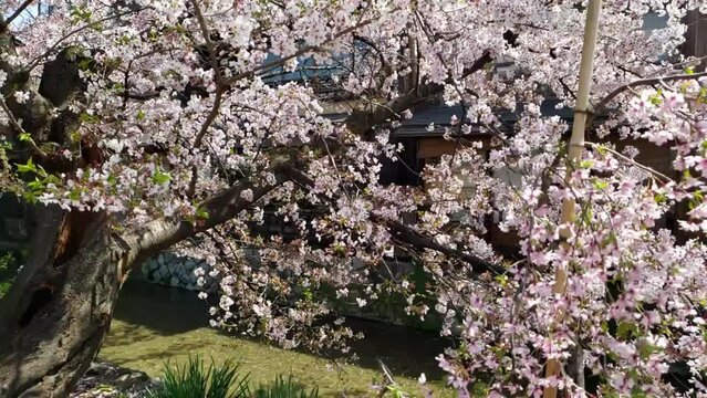 京都祇園桜　スローモーション