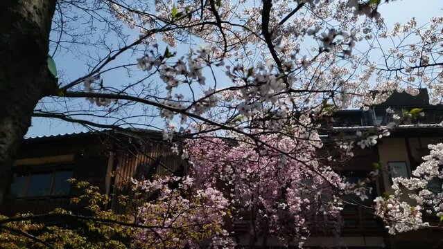春の京都　祇園　桜