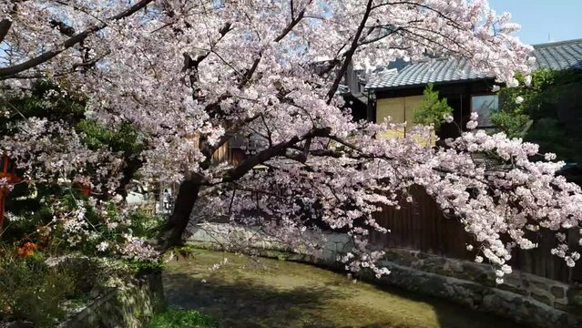 春の京都祇園桜スローモーション
