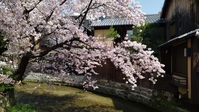 春の京都祇園桜　スローモーション