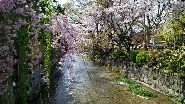 京都祇園桜　スローモーション