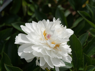 Paeonia (x) lactiflora | Pivoine de Chine 'Festiva maxima' à fleurs doubles blanc pur maculées de...