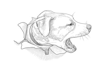 The head of an angry barking dog peeps out of torn white paper. Vector illustration, EPS 10. Concept of protection, aggression and fear. American Staffordshire Terrier. Line drawing.