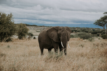 Fototapeta na wymiar słoń afrykański 