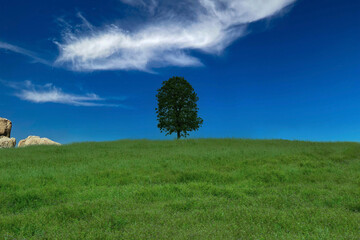  A green oak tree in the middle of green field and beautiful  cloudy sky in spring times
