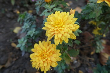 Close view of two yellow flowers of Chrysanthemums in October