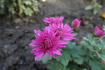 Fototapeta premium Deep pink Chrysanthemums with three flowers and buds in October
