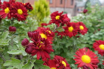 Opening red and yellow flowers of Chrysanthemums in October