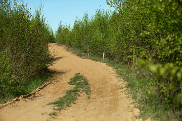 Fototapeta premium honey young green trees in the forest is a road of sand and clay