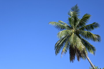 Fototapeta premium a coconut tree standing on the beach