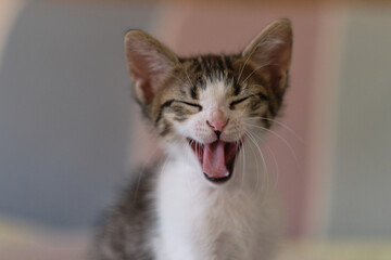 Kitten at yawning at home