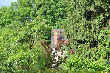 Old Rural Building and Chimney seen Through Forest Trees