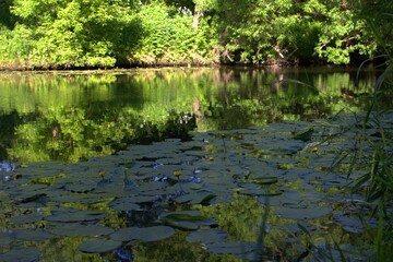 reflection of trees in the water