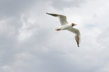 Black Headed Gull Flying against cloudy sky
