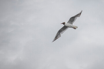 Black Headed Gull Flying against cloudy sky