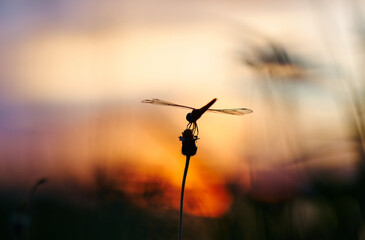 Obraz na płótnie Canvas Close-up view of the dragonfly on a flower with sunset