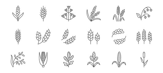 Cereals doodle illustration including icons - pearl millet, agriculture, wheat, barley, rice, maize, timothy grass, buckwheat, proso, sorghum. Thin line art about grain plants. Editable Stroke - obrazy, fototapety, plakaty