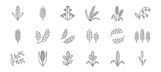 Fotobehang Cereals doodle illustration including icons - pearl millet, agriculture, wheat, barley, rice, maize, timothy grass, buckwheat, proso, sorghum. Thin line art about grain plants. Editable Stroke © nadiinko