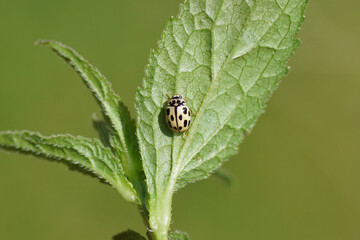 Fourteen-spot ladybird, Fourteen spotted ladybug (Propylea quatuordecimpunctata) on the underside of a leaf. Family Ladybirds, Ladybugs (Coccinellidae). Dutch garden, June