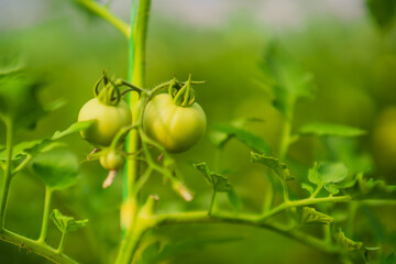 Close up image of unripe cherry tomatoes in greenhouse. 