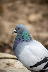 gros plan sur un joli pigeon