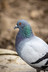 gros plan sur un joli pigeon