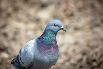 gros plan sur un joli pigeon