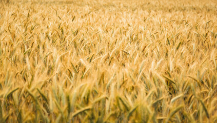 Rye ears ripen in the field. Selective focus. Natural background.