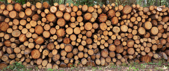 Timber storage, tree log stack background. Firewood stock in forest. Round trunk cut in sawmill