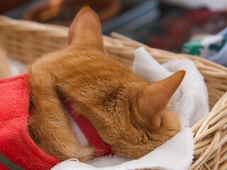 籠の中で寝むる猫の後ろ姿