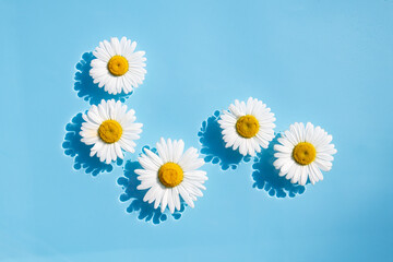 Chamomile flowers floating on the water. Top view, flat lay