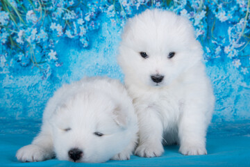 Two White fluffy small Samoyed puppies dogs are sitting on blue background with blue flowers