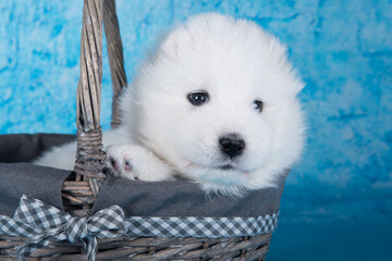 White fluffy small Samoyed puppy dog is sitting in basket on blue background