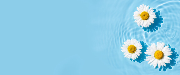 Chamomile flowers are floating, stains from a drop on the water. Top view, flat lay. Banner