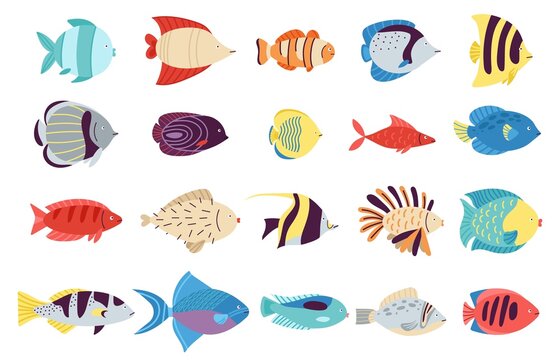 Exotic fish set. Creatures colourful, fishes sea or tropical ocean life. Underwater and aquarium cute animal and goldfish. Isolated decent water vector characters